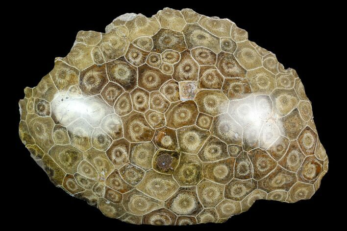 Polished Fossil Coral (Actinocyathus) - Morocco #128181